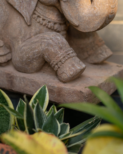 Seated Elephant