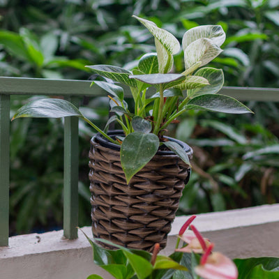 Single Hanging Planter