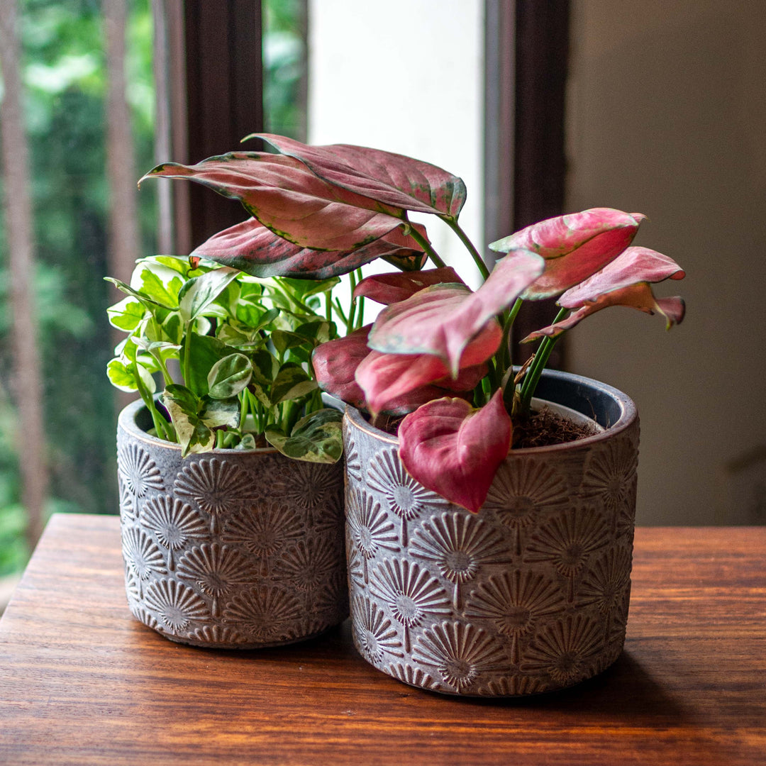 Akkay Chipped Cement Pot