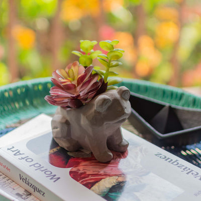 Frog Pot With Faux Succulent