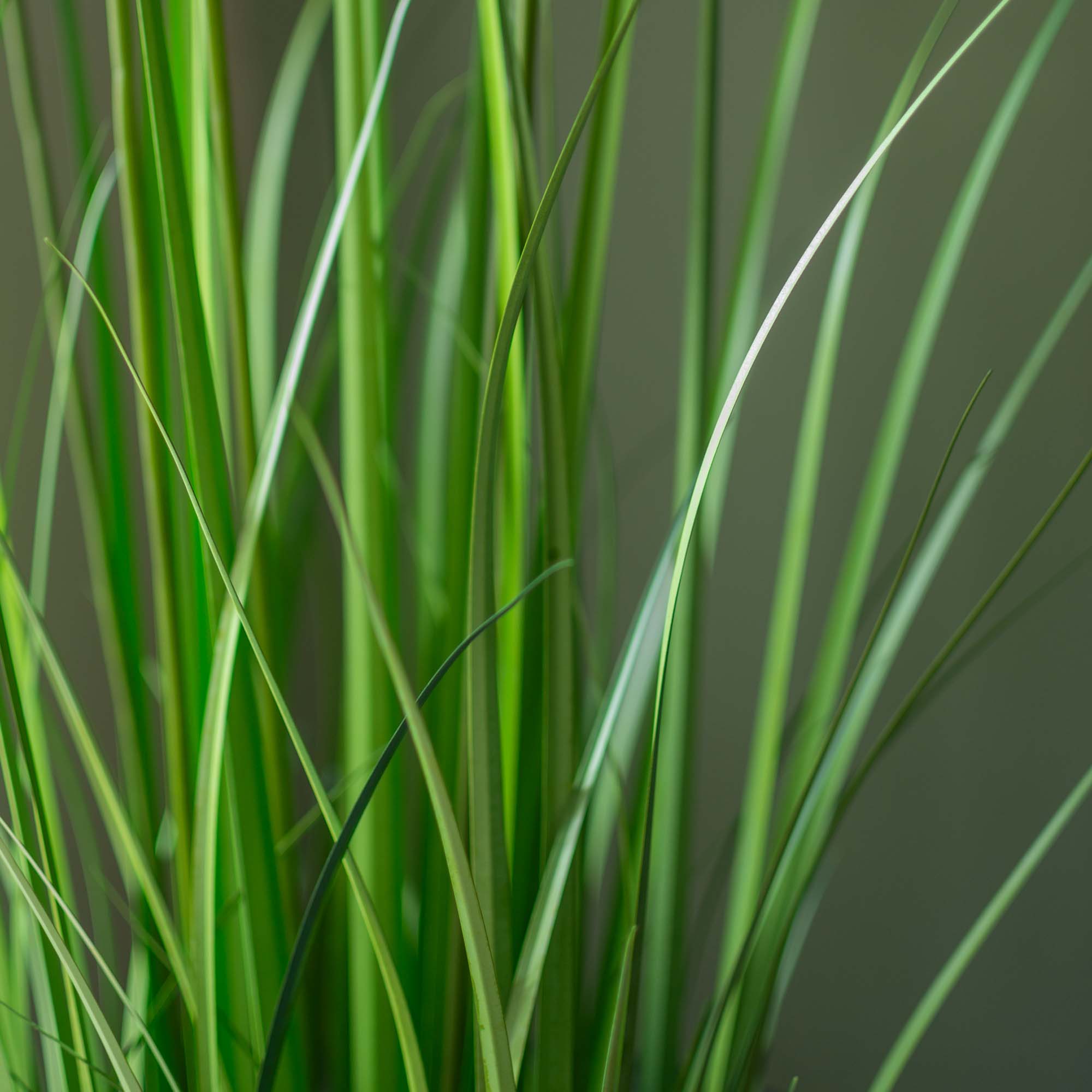 Faux Dandelion Grass With Pot - 4 Feet