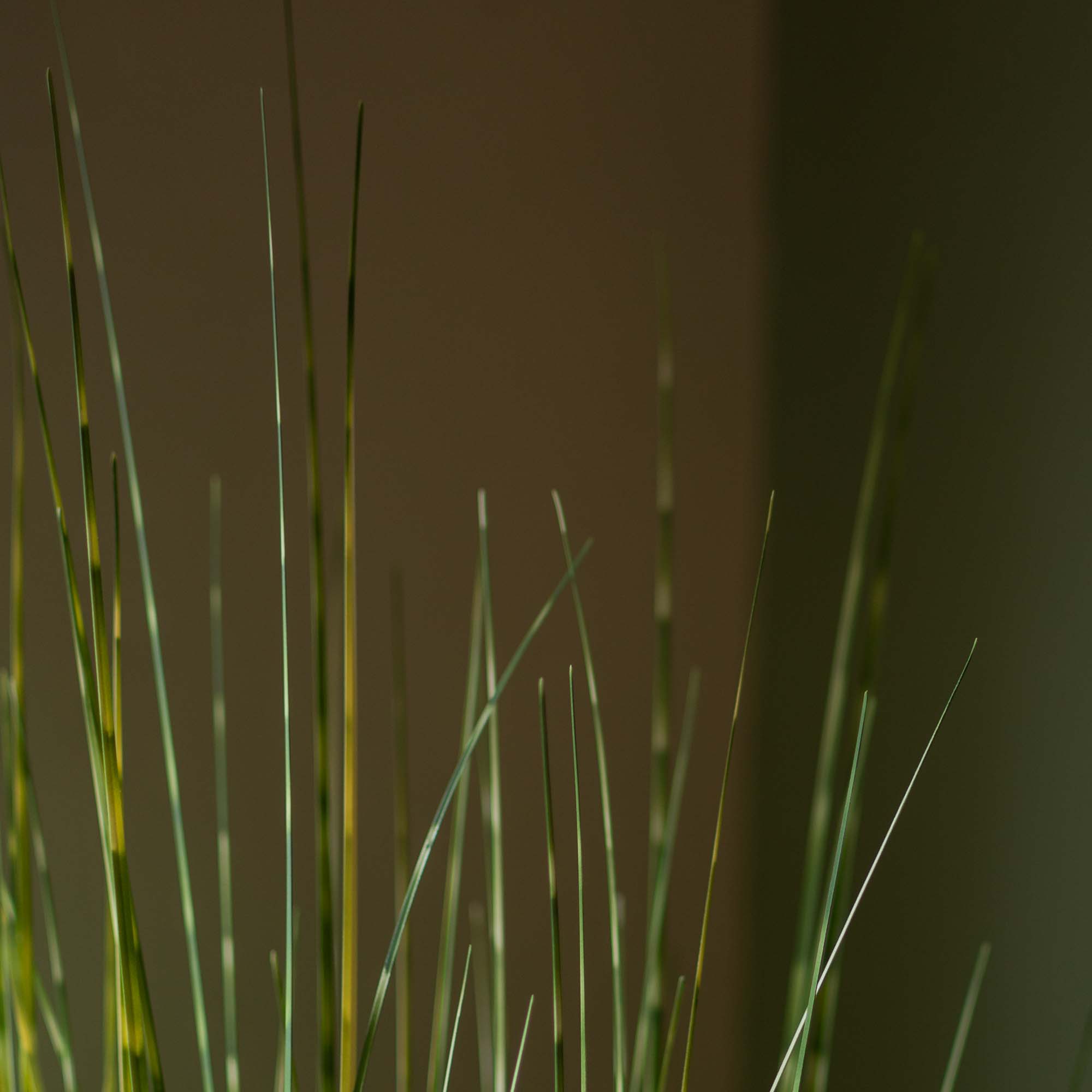 Faux Zebra Grass With Pot - 5 Feet