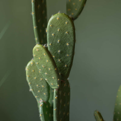 Faux Cactus Plant Small Leaf With Pot