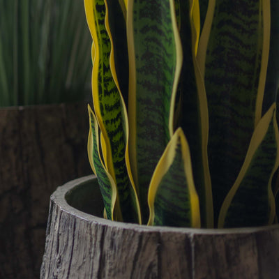 Faux Snake Plant With Pot