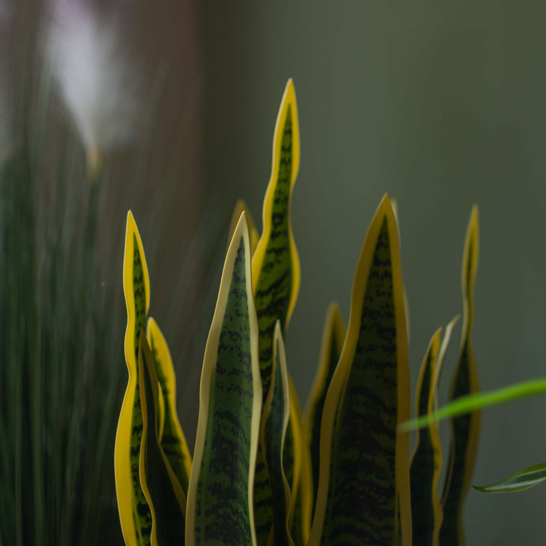 Faux Snake Plant With Pot