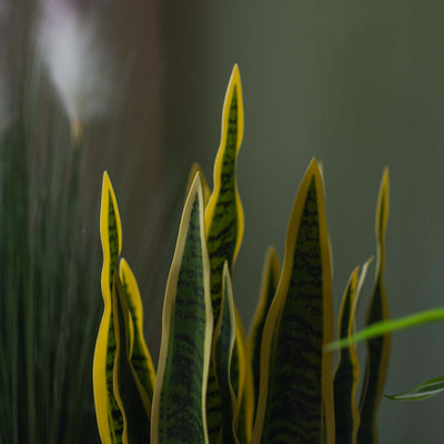 Faux Snake Plant With Pot