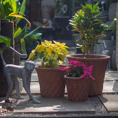 Black Clay Pot Brown