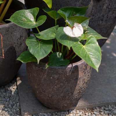 Round Black Ancient Pot