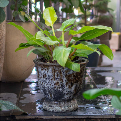 Round Brown Moon Pot