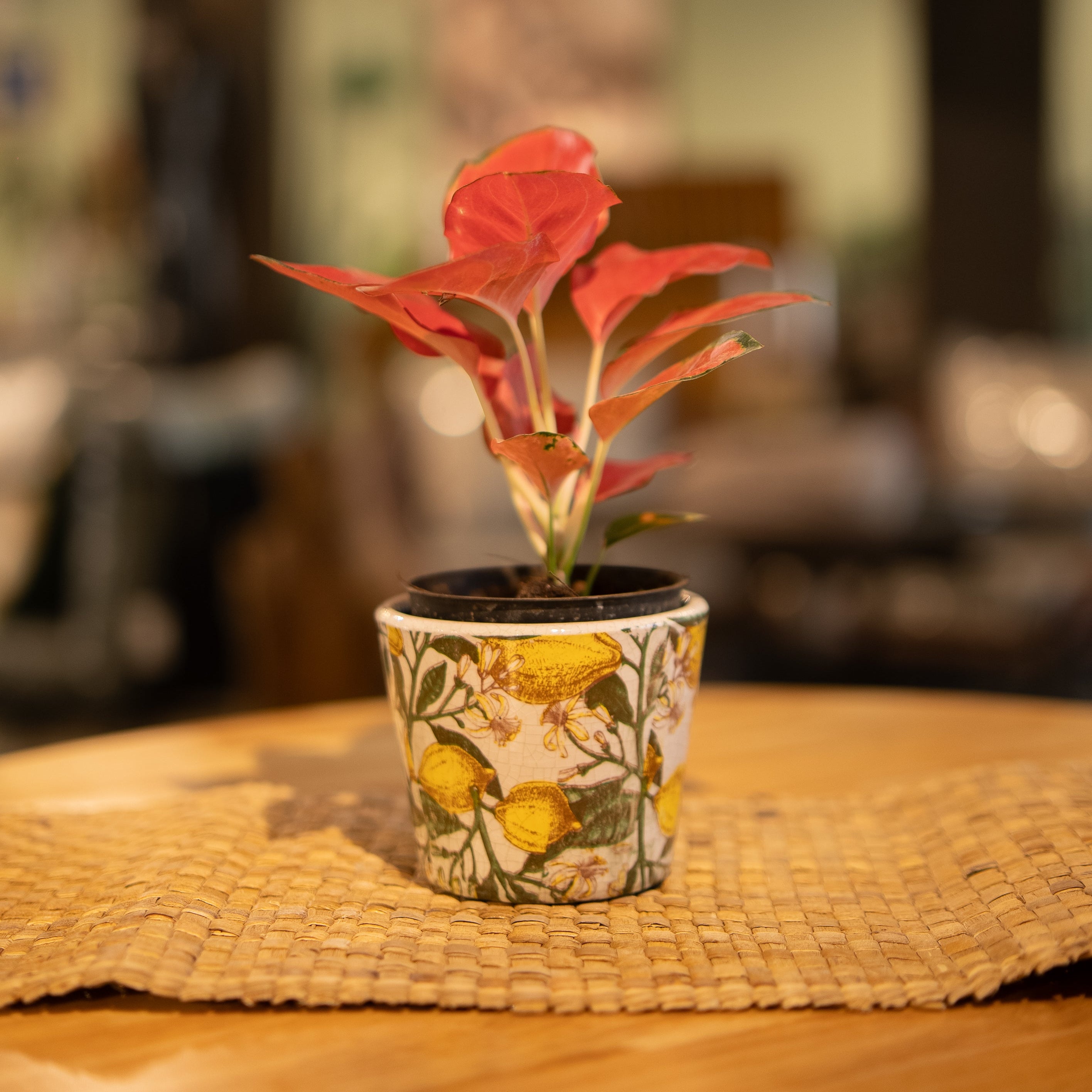 Holly Citrus Pot