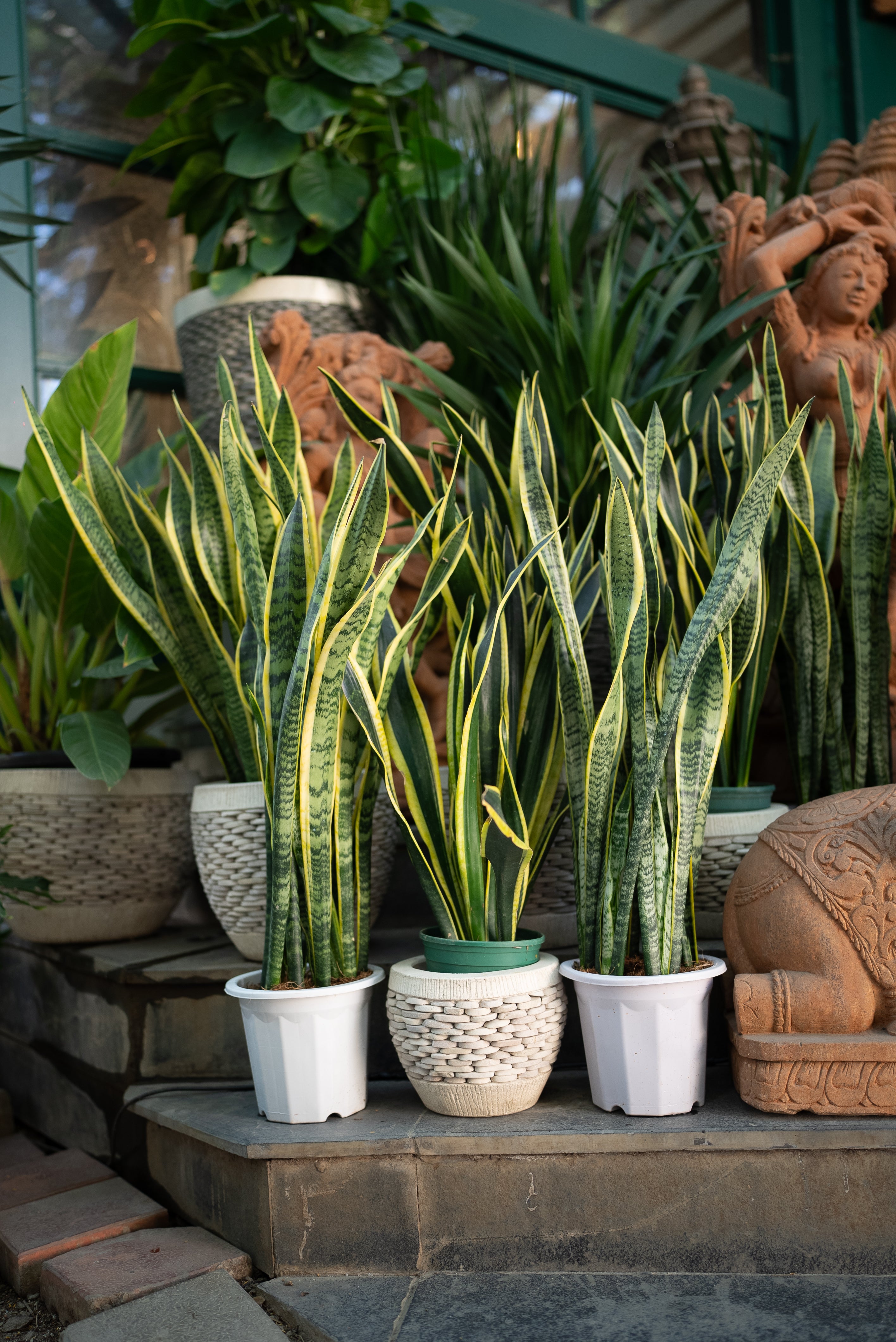 Faux Golden Edge Snake Lily