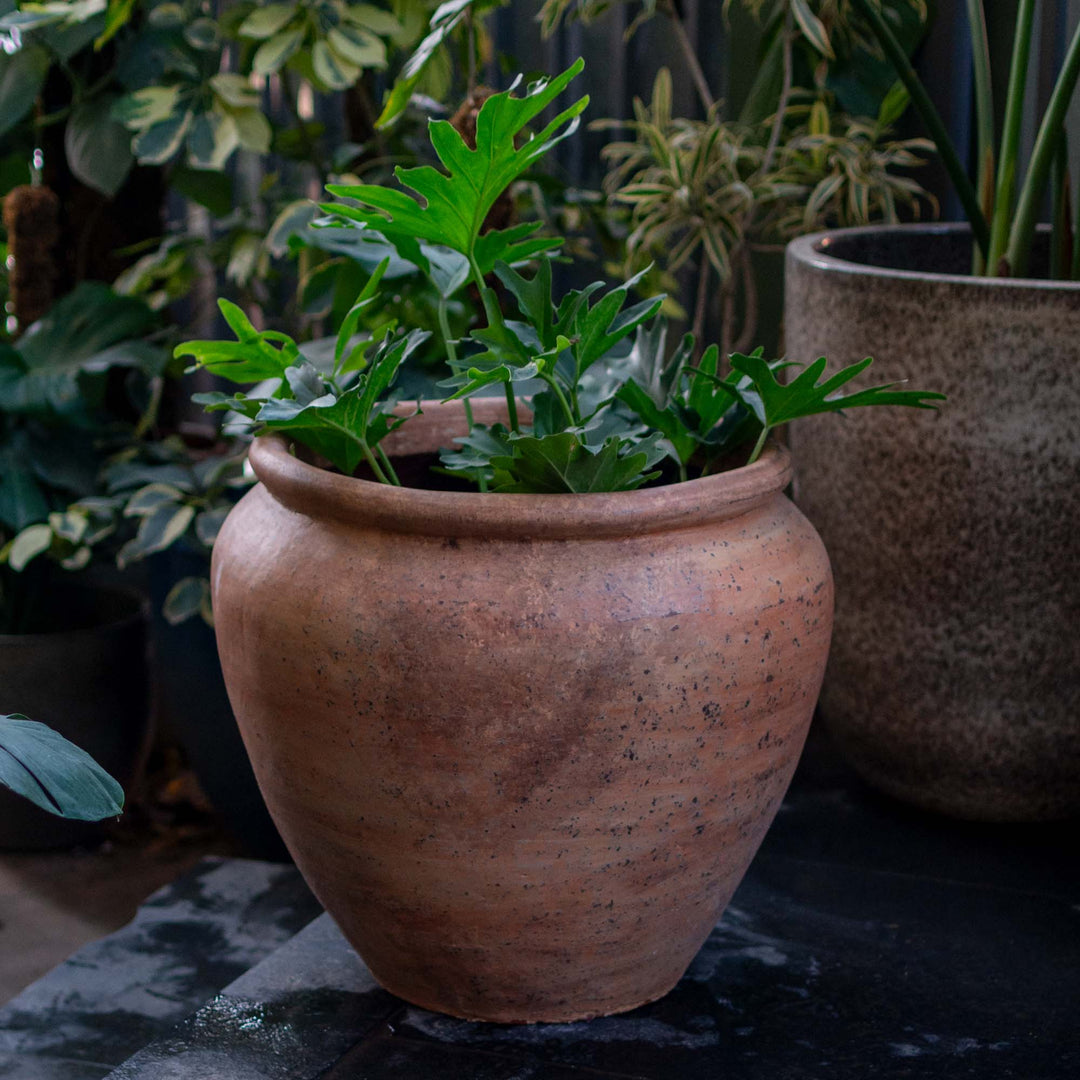 Japi Tall Terracotta Pot (Large)