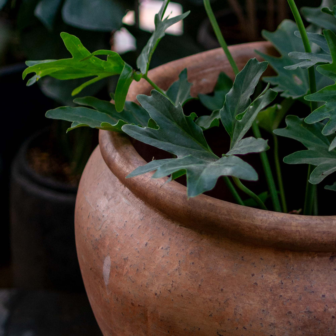 Japi Tall Terracotta Pot (Large)