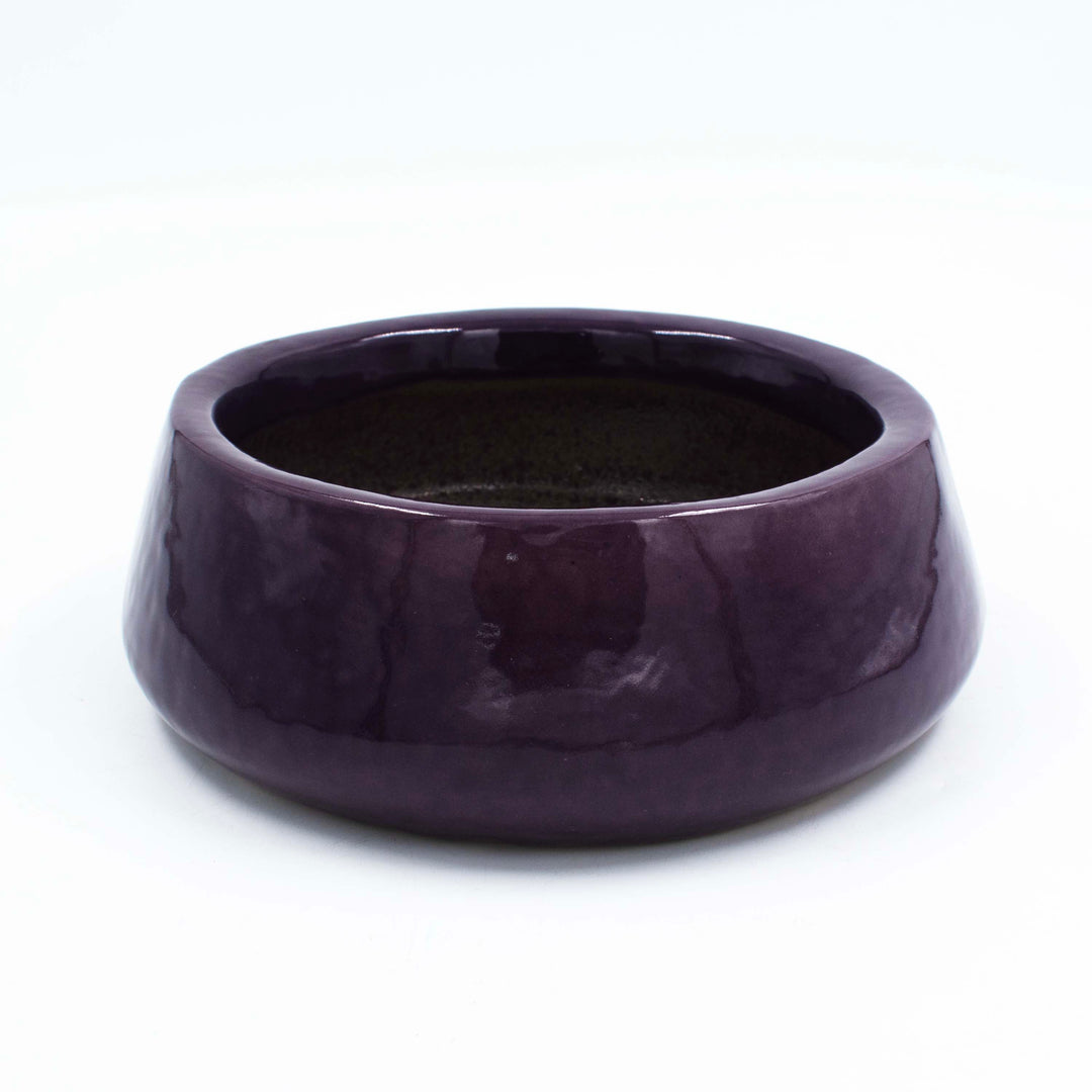 Tulip Fantasy Flat Purple Planter