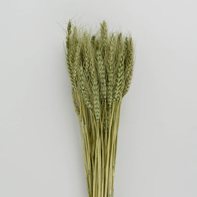 Wheat Grass Green