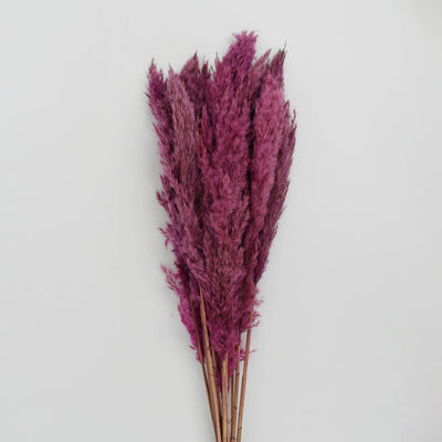 Pampass Grass Pink