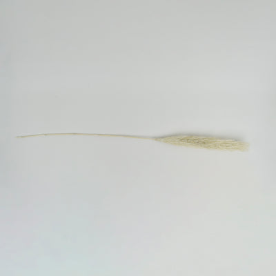 Coriander Stick