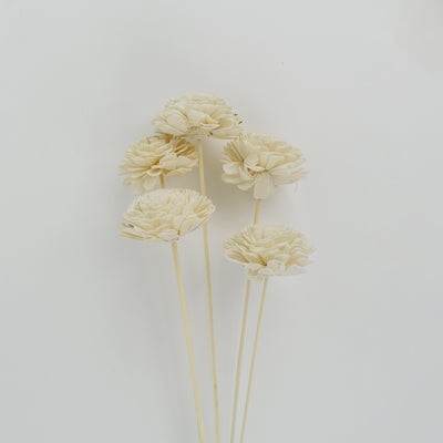 Sola flower White