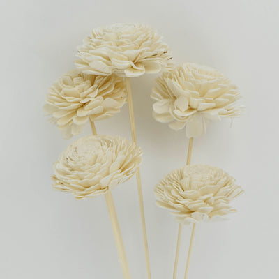 Sola flower White