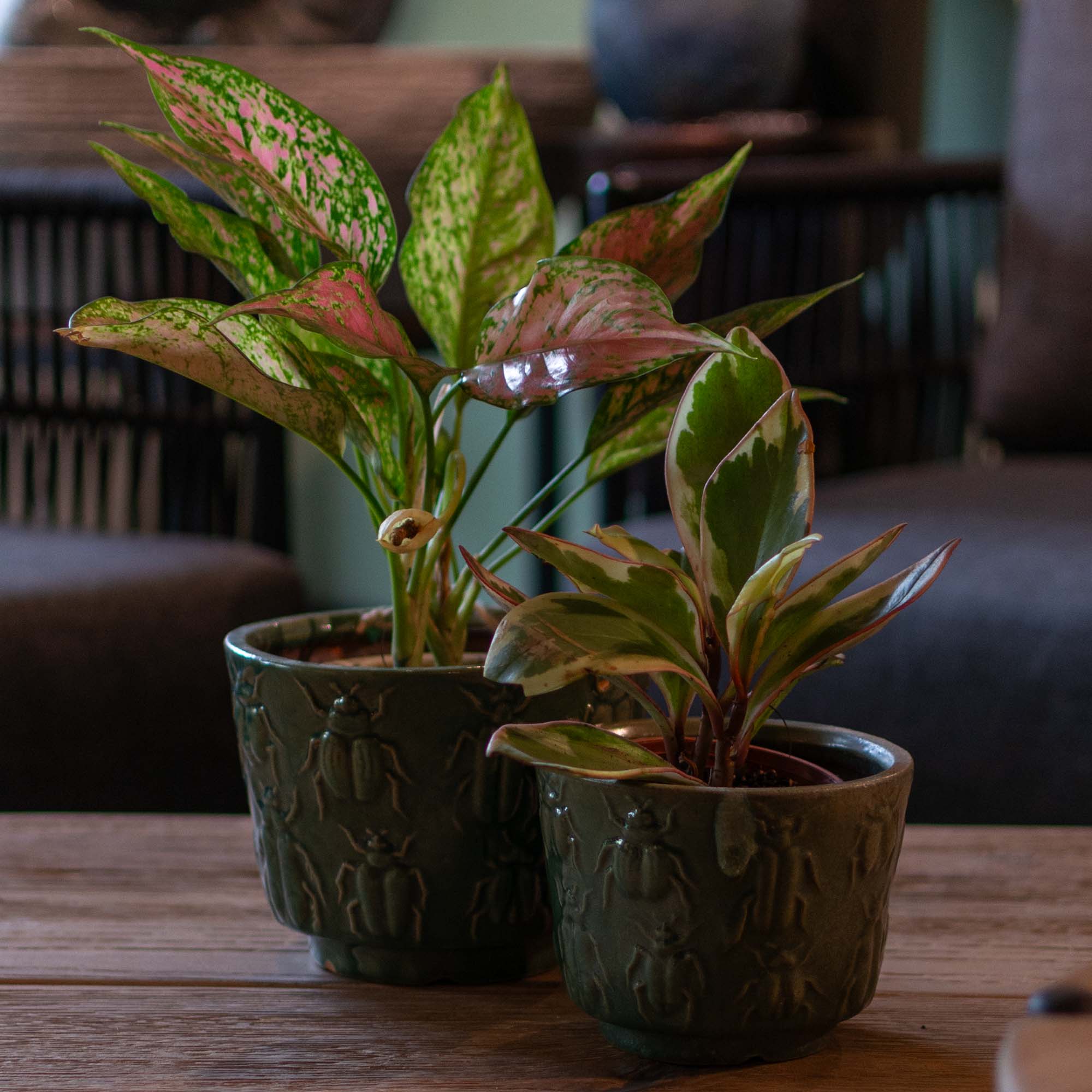 Ceramic Pot Green