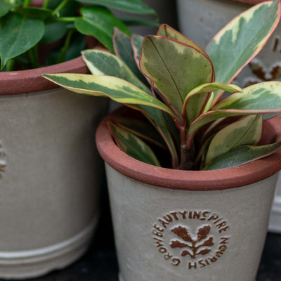 Rue Ceramic Pot