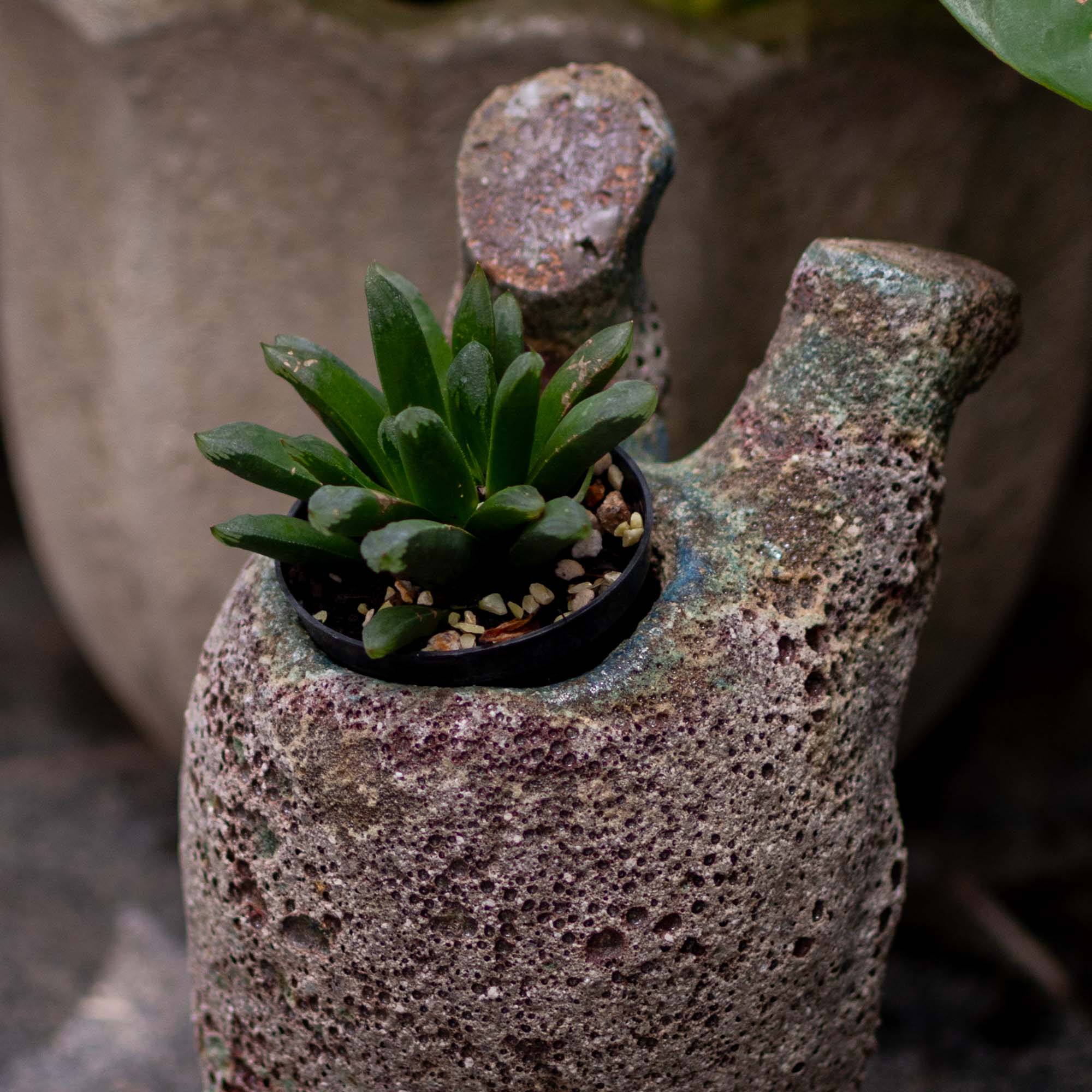 Snail Ceramic Decor