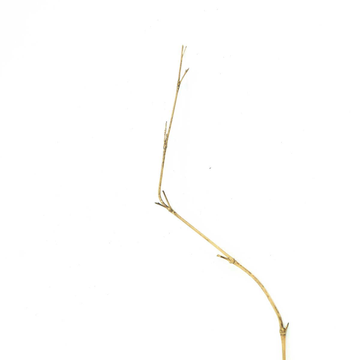 Bamboo Stick