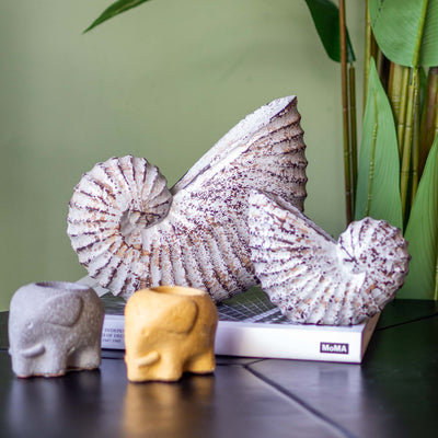 Albizia Wooden White Sea Shell (Set of 3)