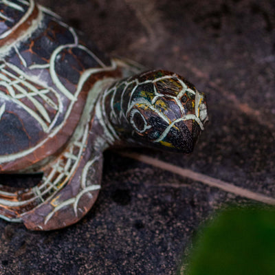 Wooden Lucky Turtle