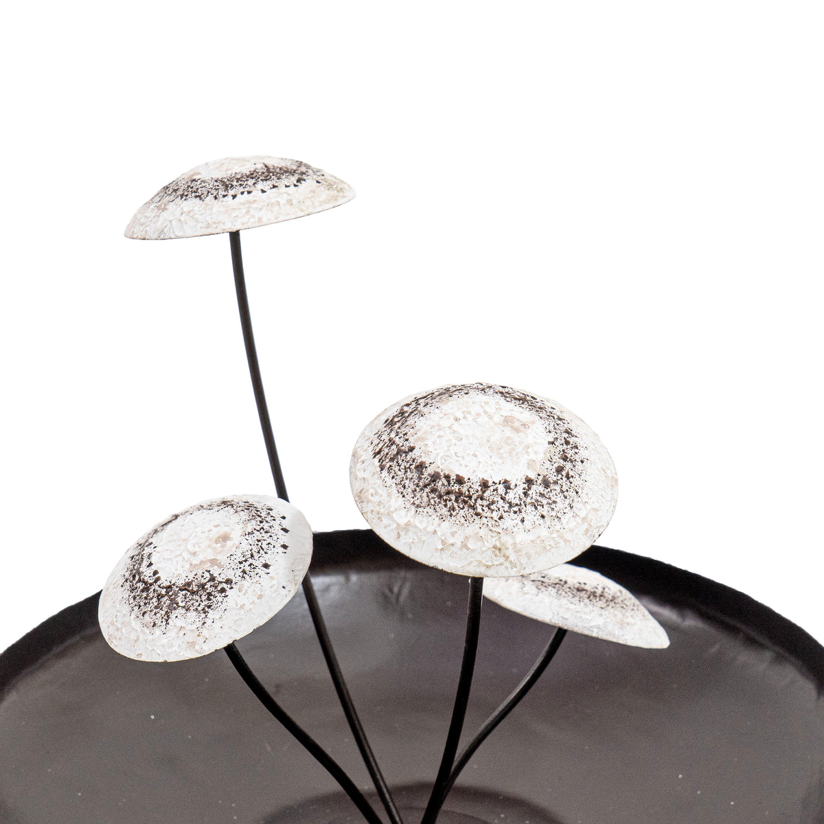 Mossara Mushroom