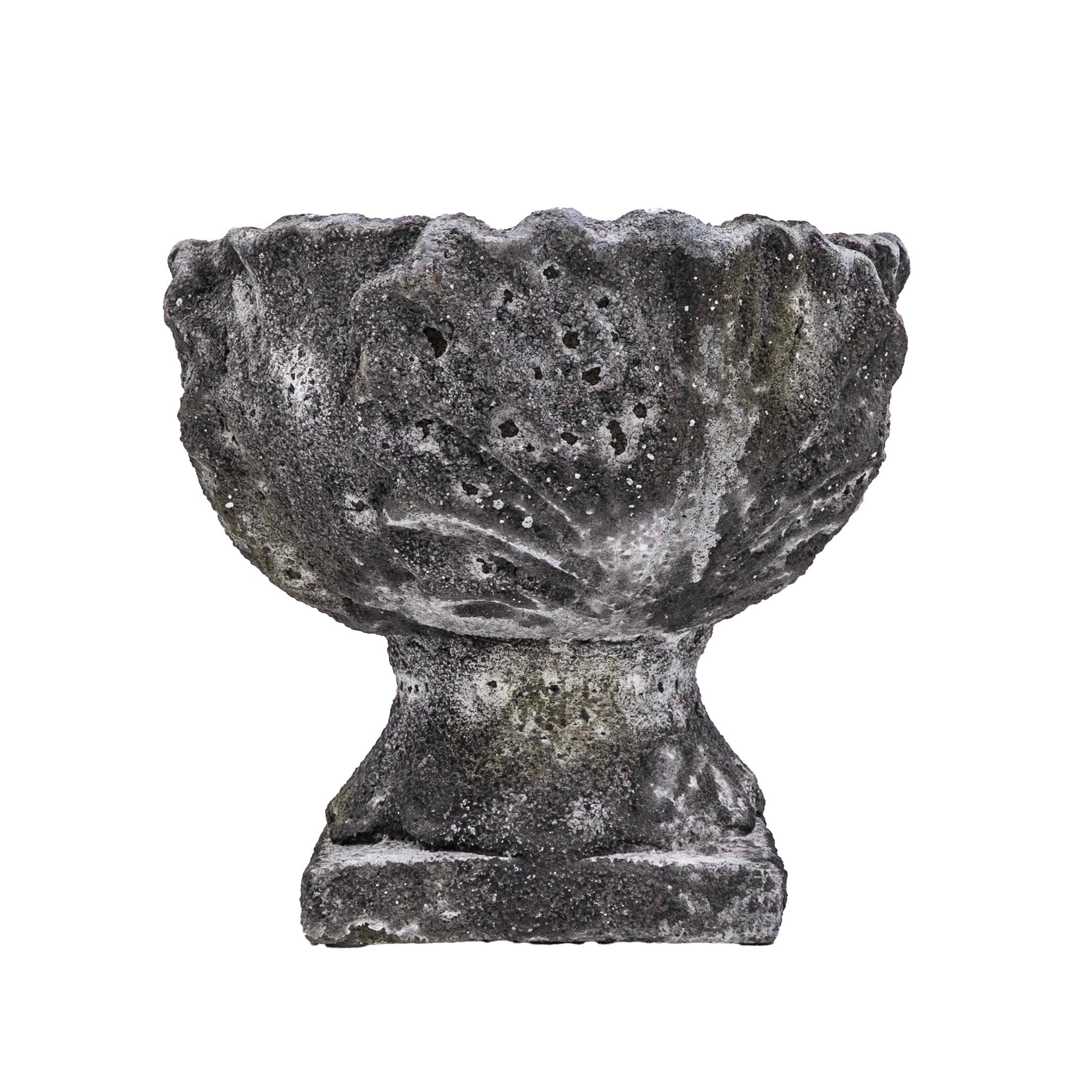 DRIFA ACANTHUS POT