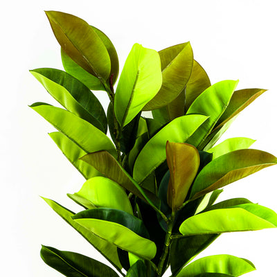 Faux Rubber Tree With Pot - 4.5 Feet