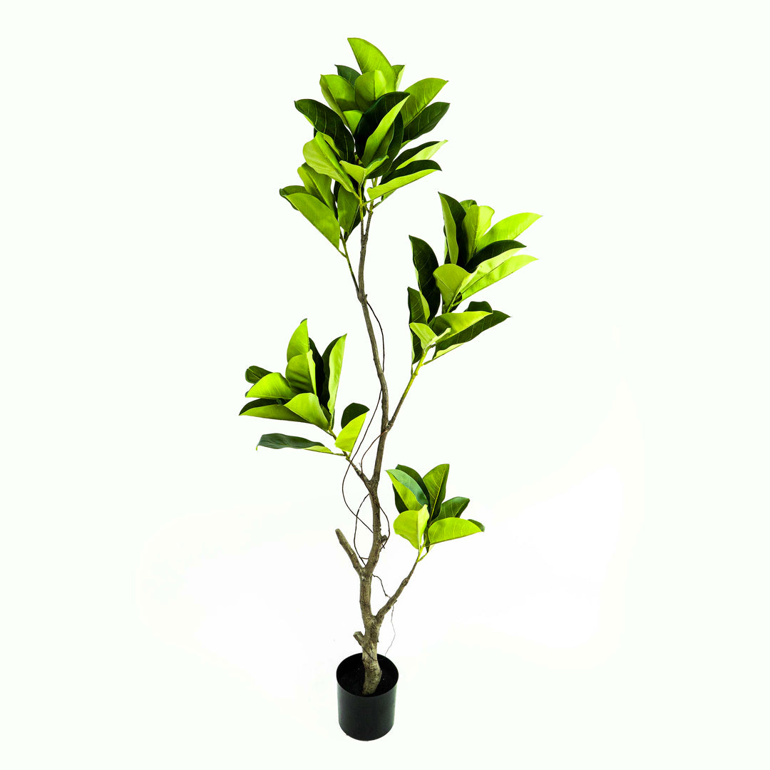 Faux Ficus Tree With Pot - 5.5 Feet
