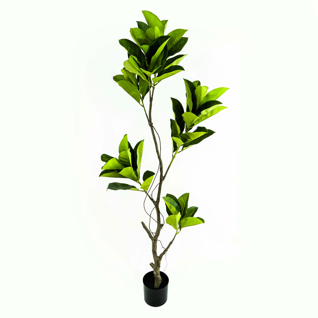 Faux Ficus Tree With Pot - 5.5 Feet