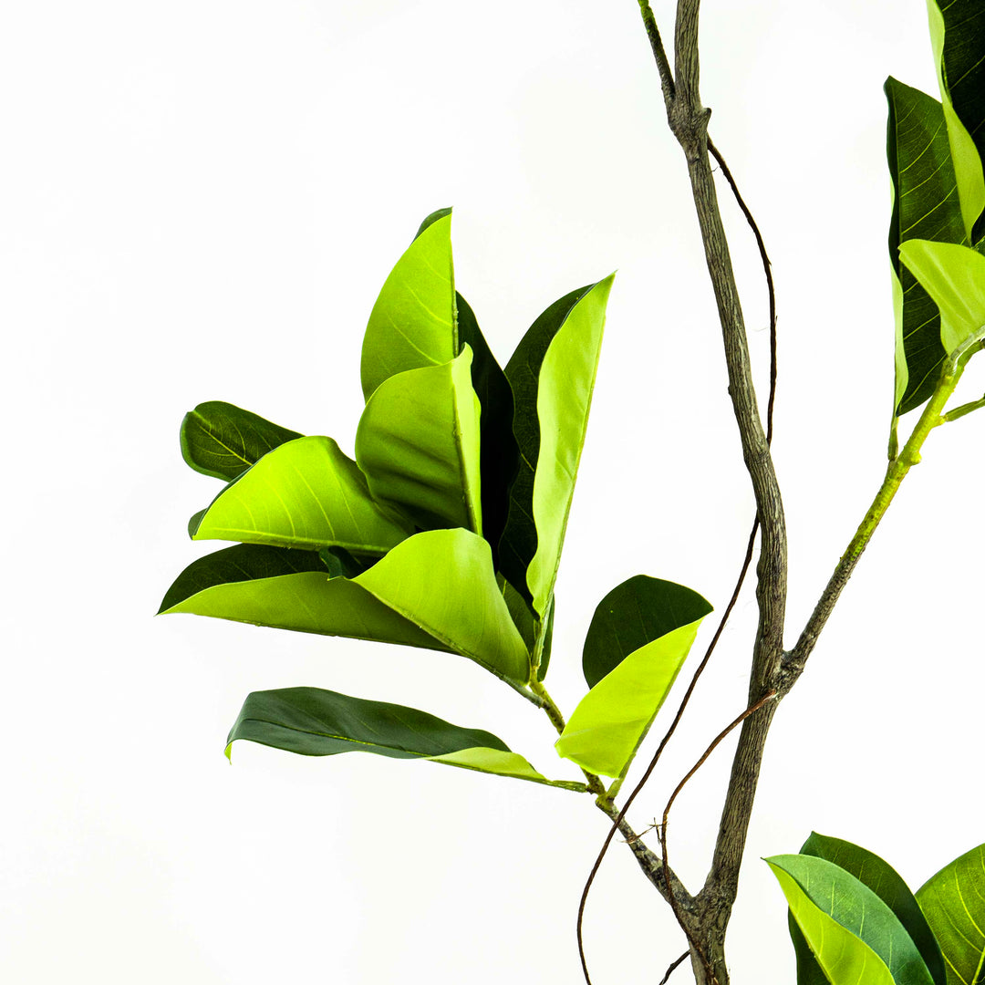 Faux Ficus Tree With Pot - 5.5 Feet