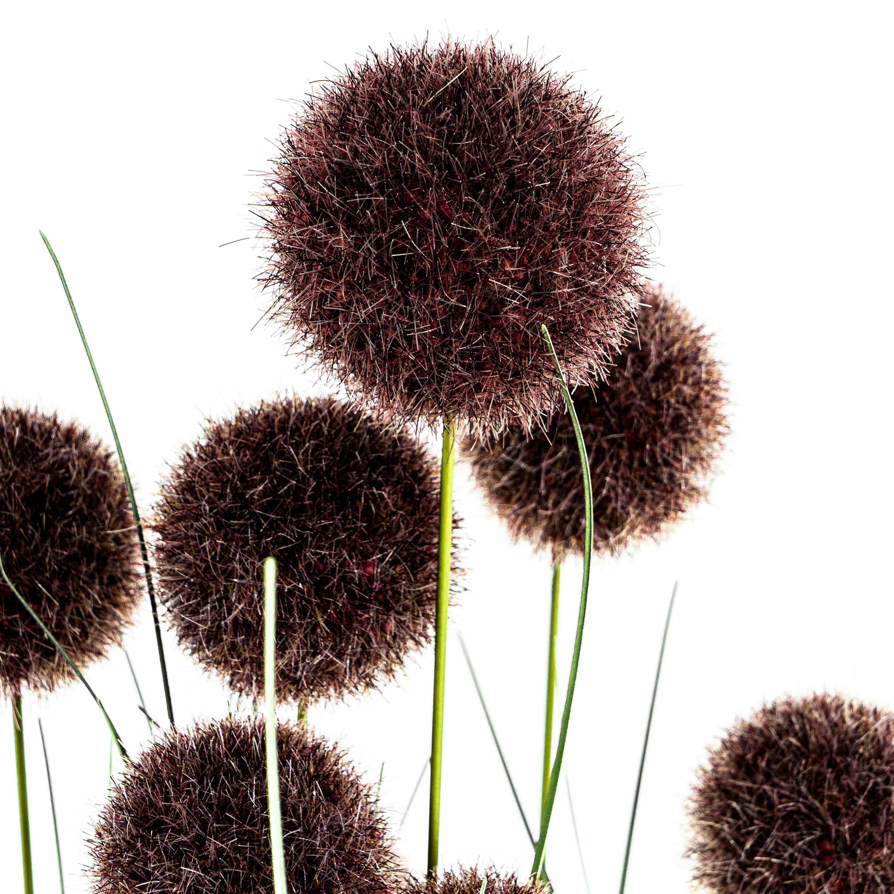 Faux Pompon Grass With Pot - 4 Feet