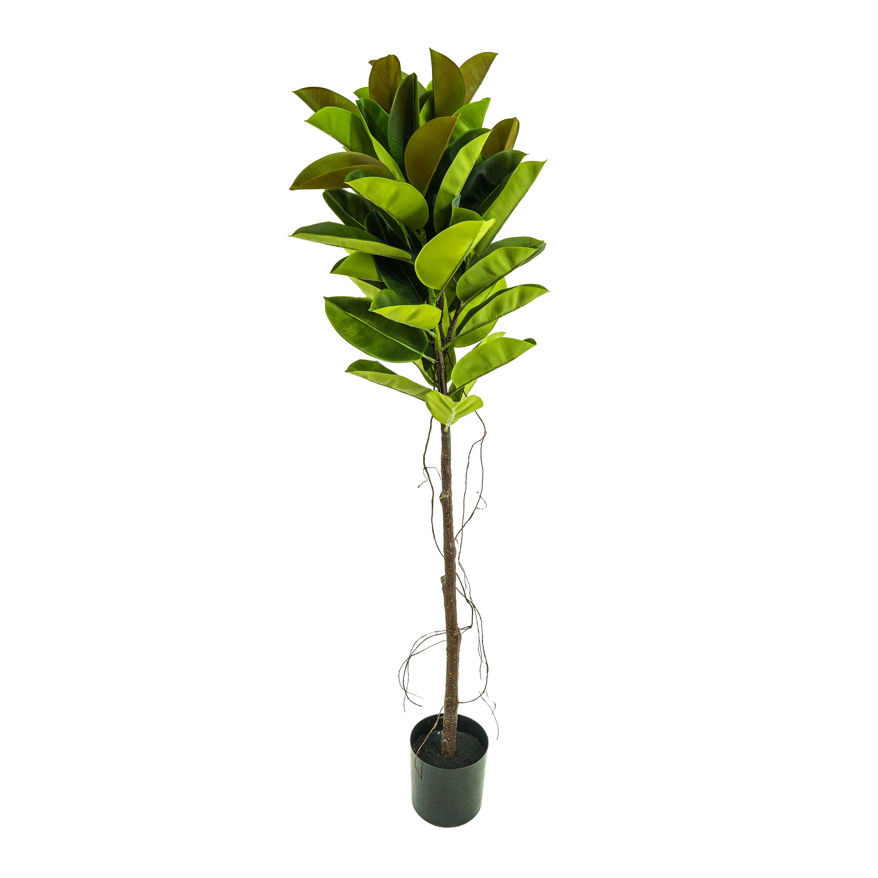 Faux Rubber Tree With Pot - 6 Feet