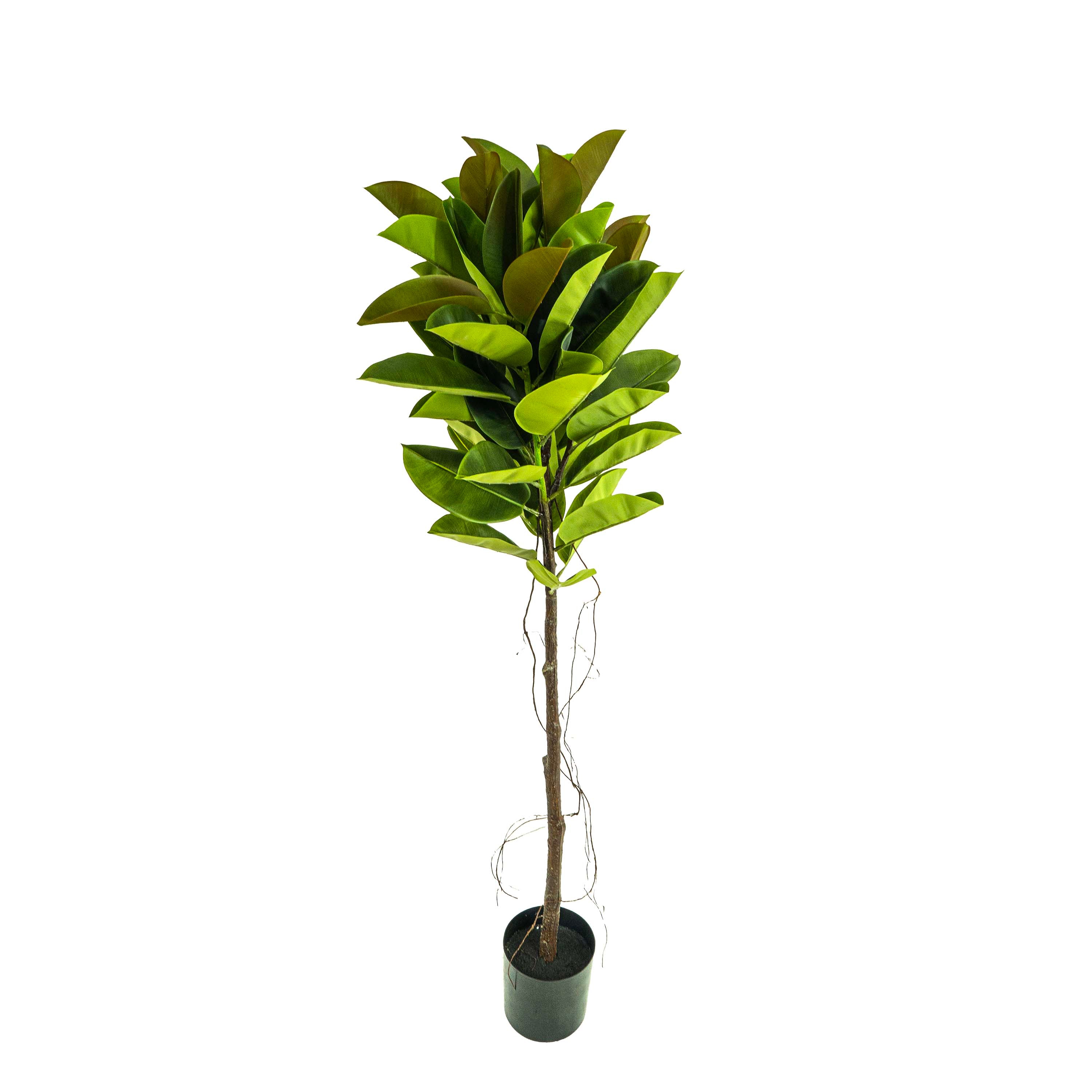 Faux Rubber Tree With Pot - 6 Feet