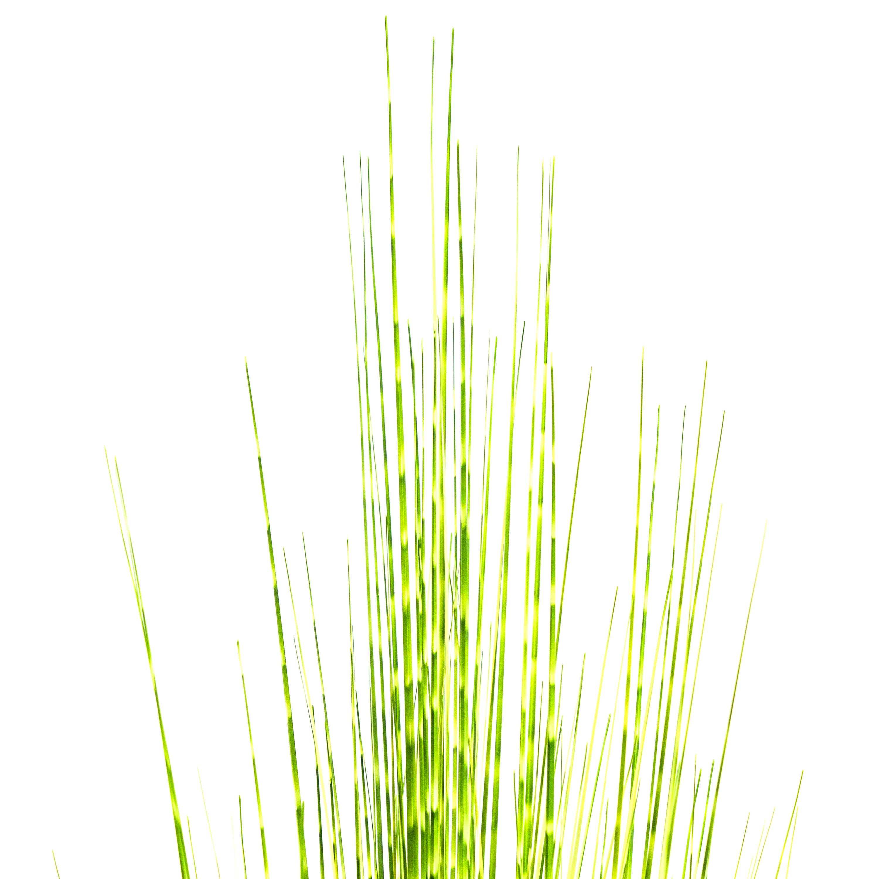 Faux Zebra Grass With Pot - 5 Feet