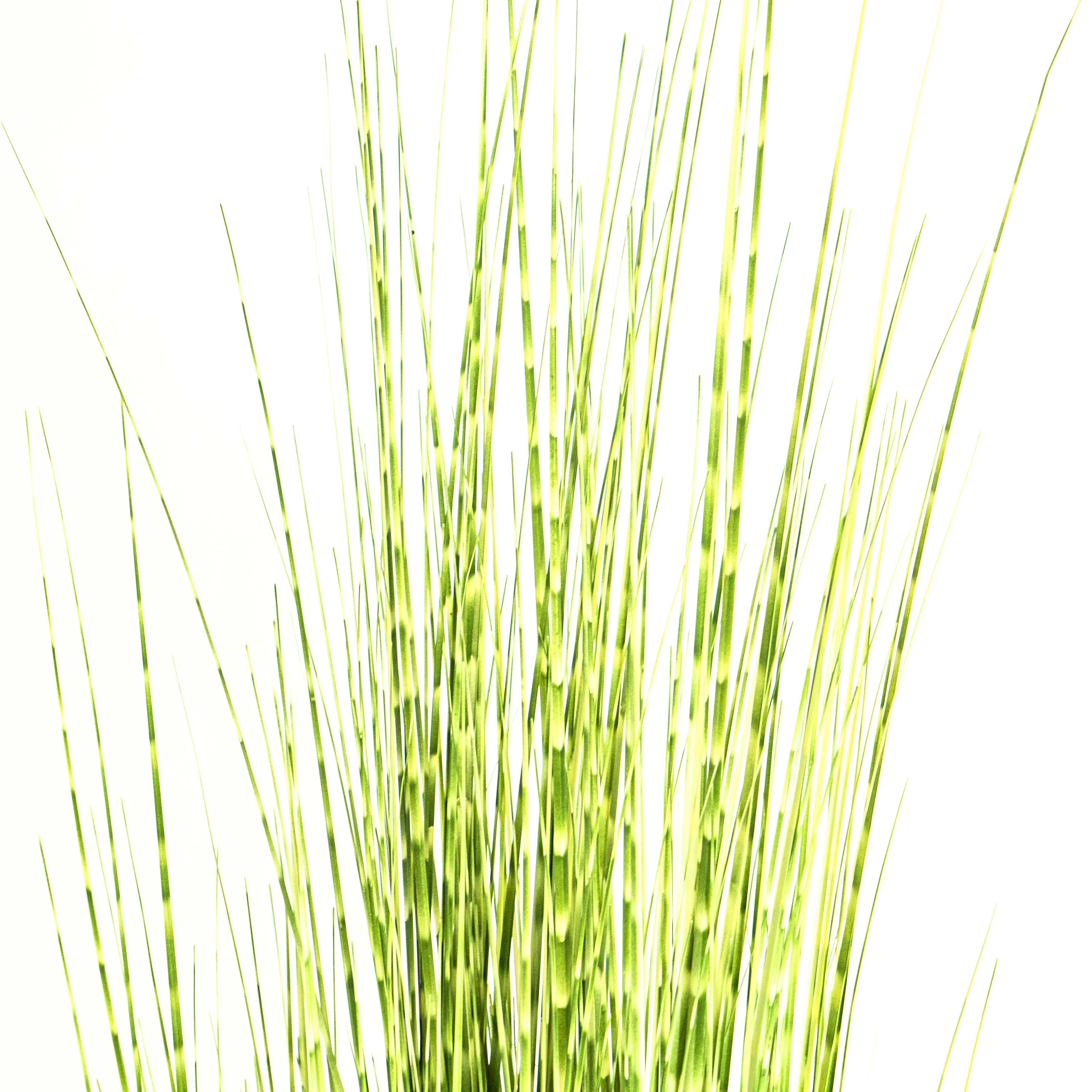 Faux Zebra Grass With Pot - 6 Feet