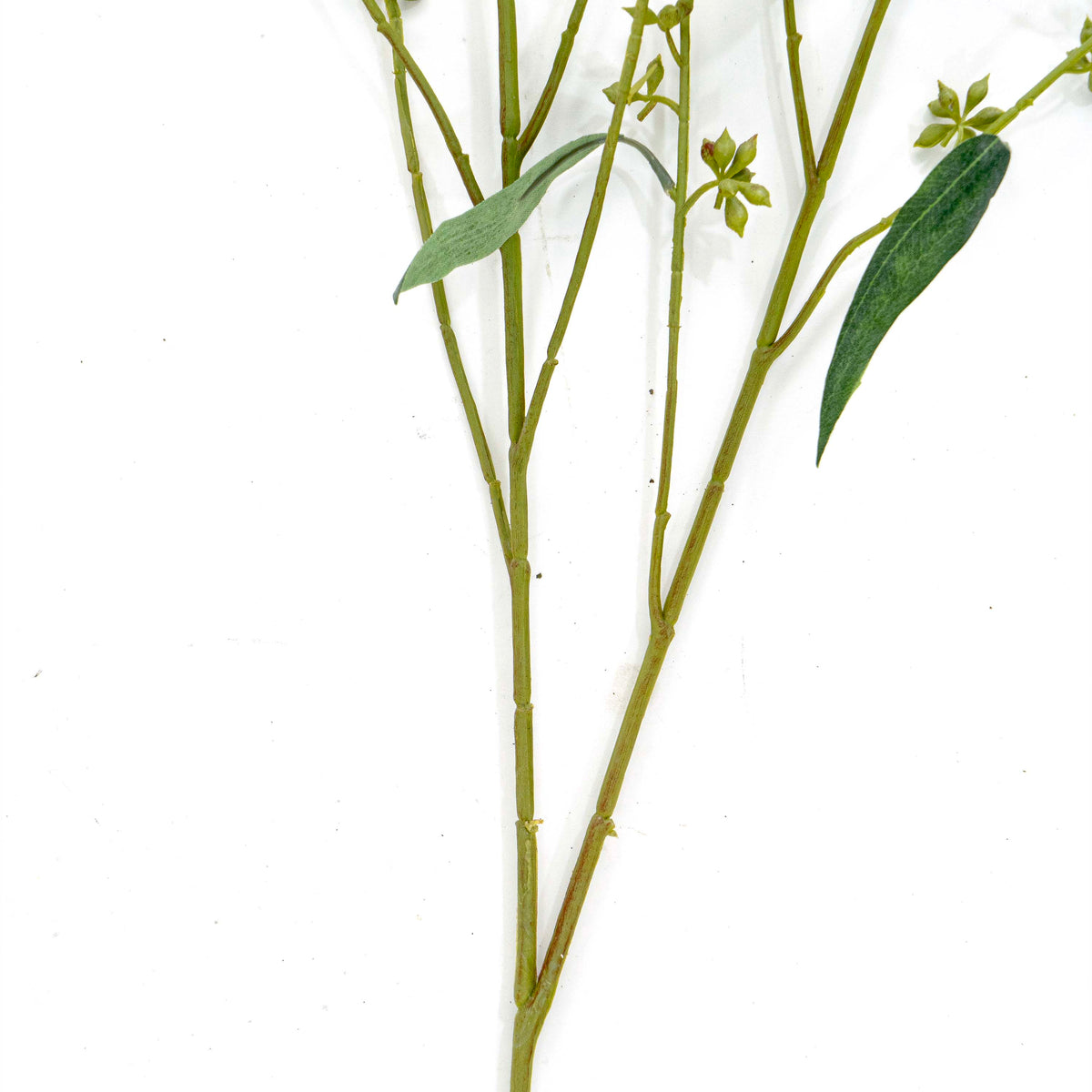 Faux Eucalyptus Stem with Flower Buds