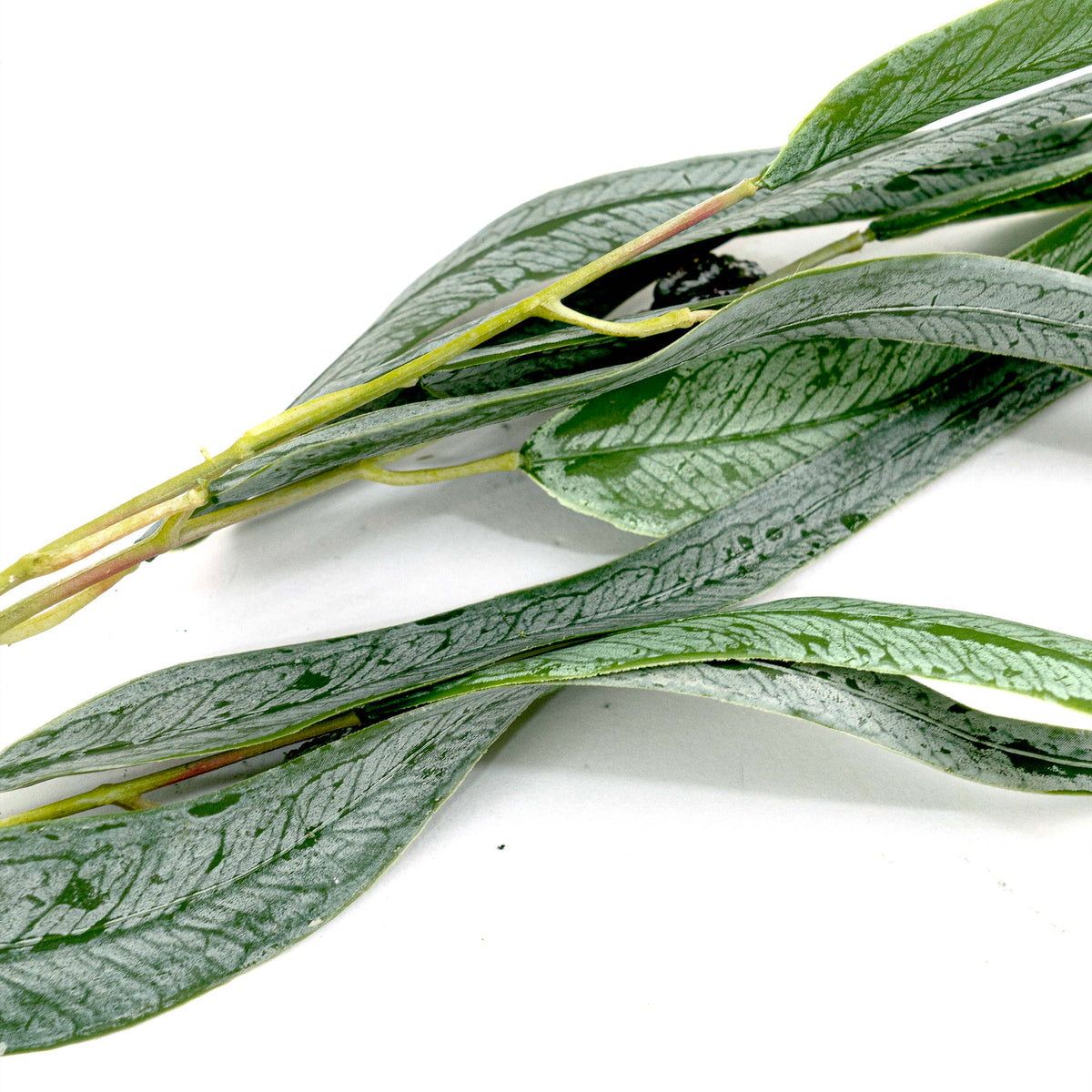Faux Willow Eucalyptus