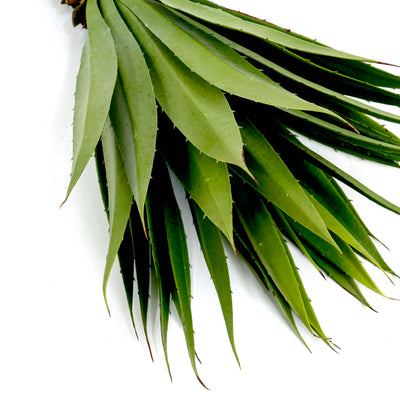 Faux Yucca Green Plant