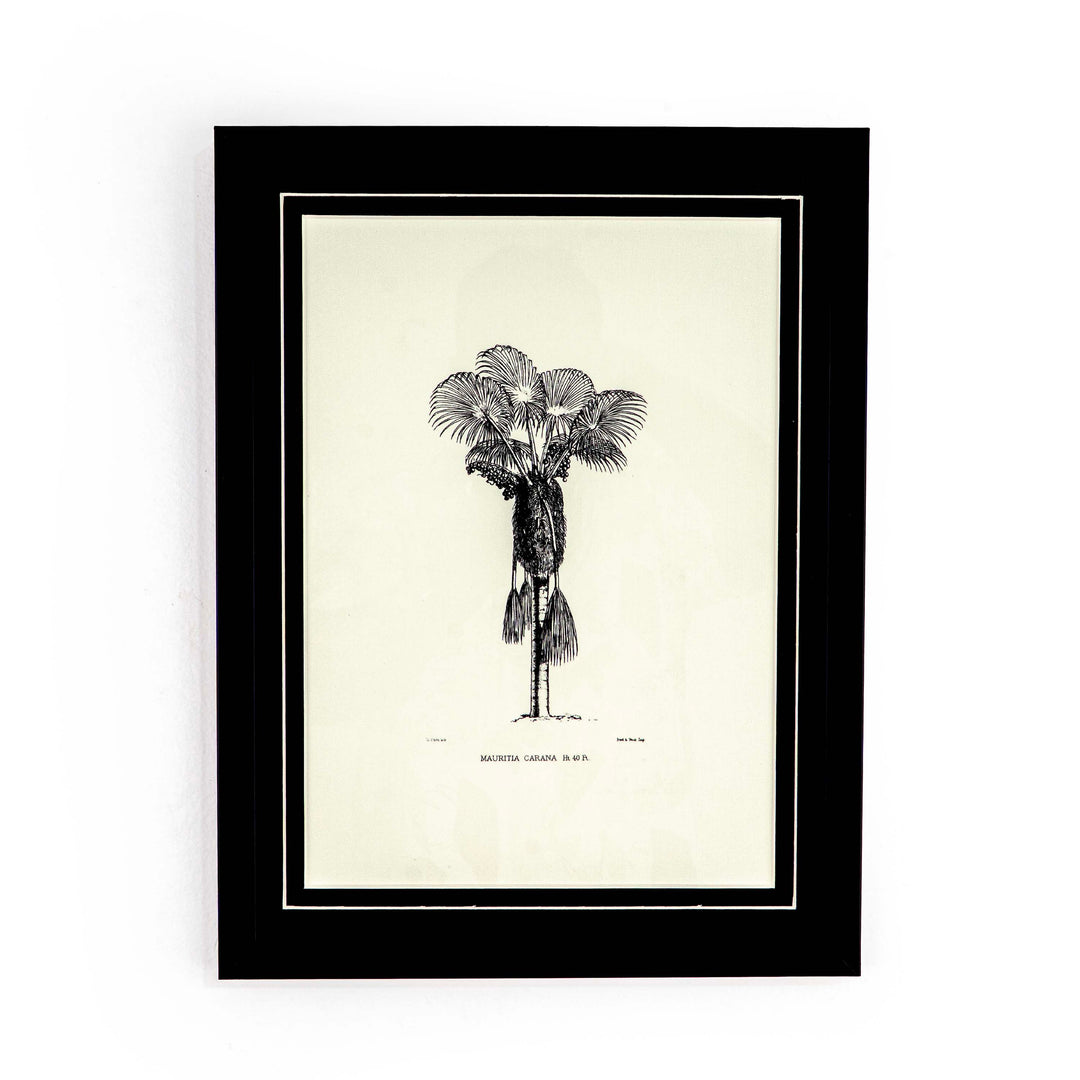 Tropical Print- Mauritia carana Frame