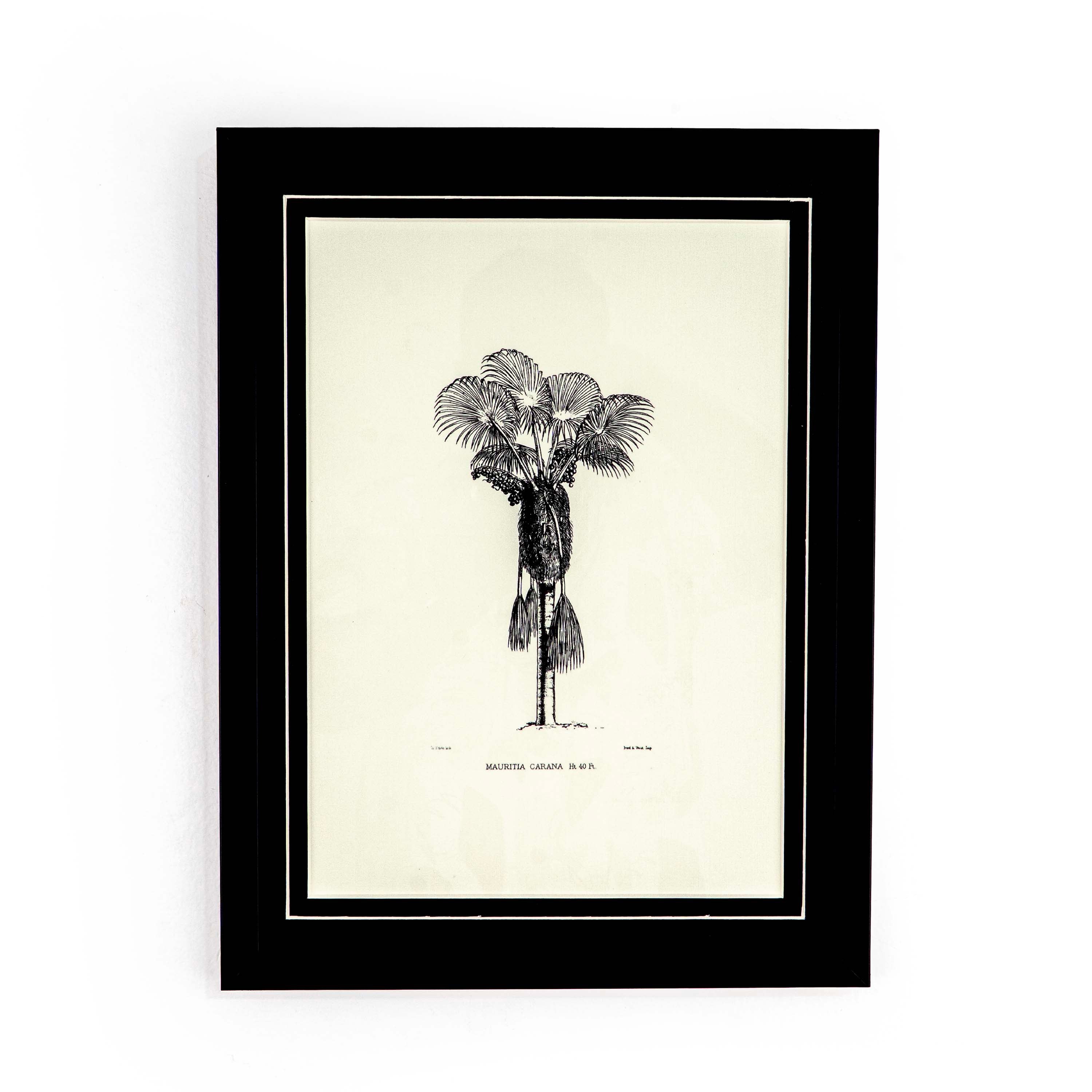 Tropical Print- Mauritia carana Frame