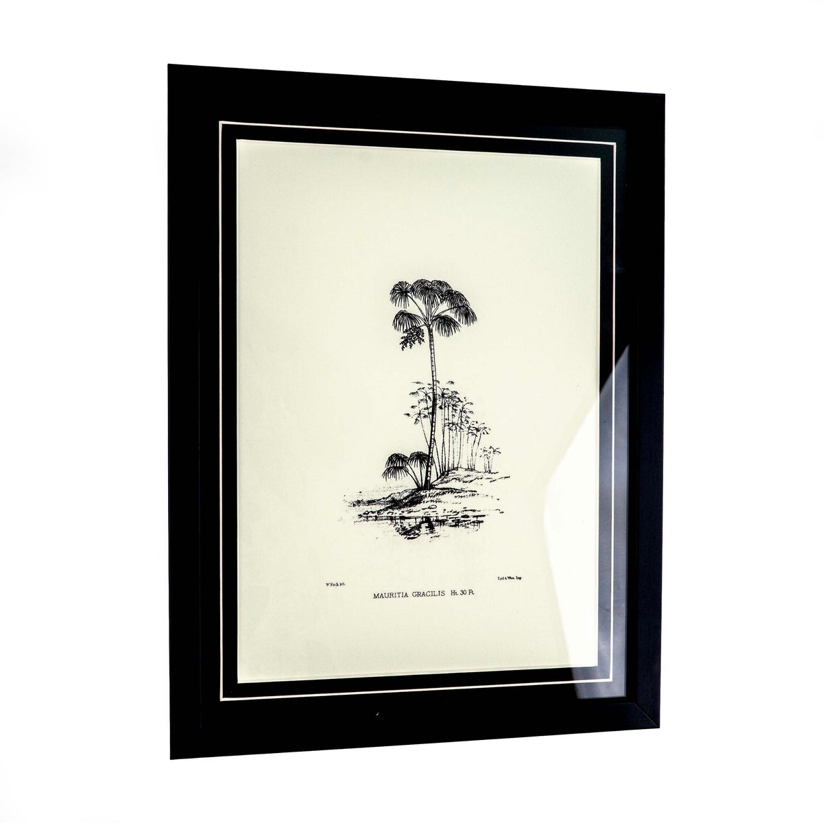 Tropical Print- Mauritia Gracilis Frame