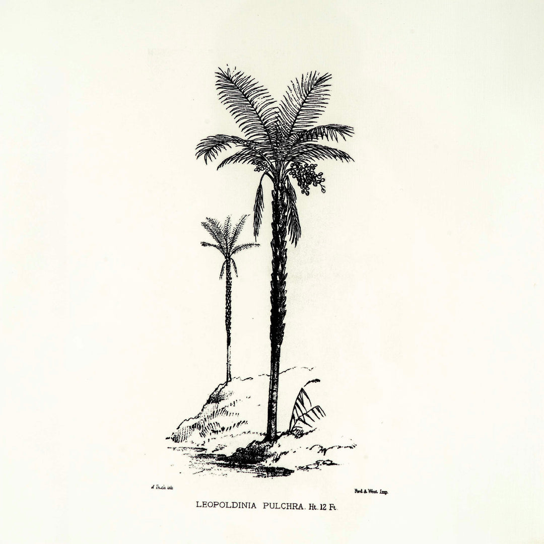 Tropical Print - Leopoldinia Pulchra Frame
