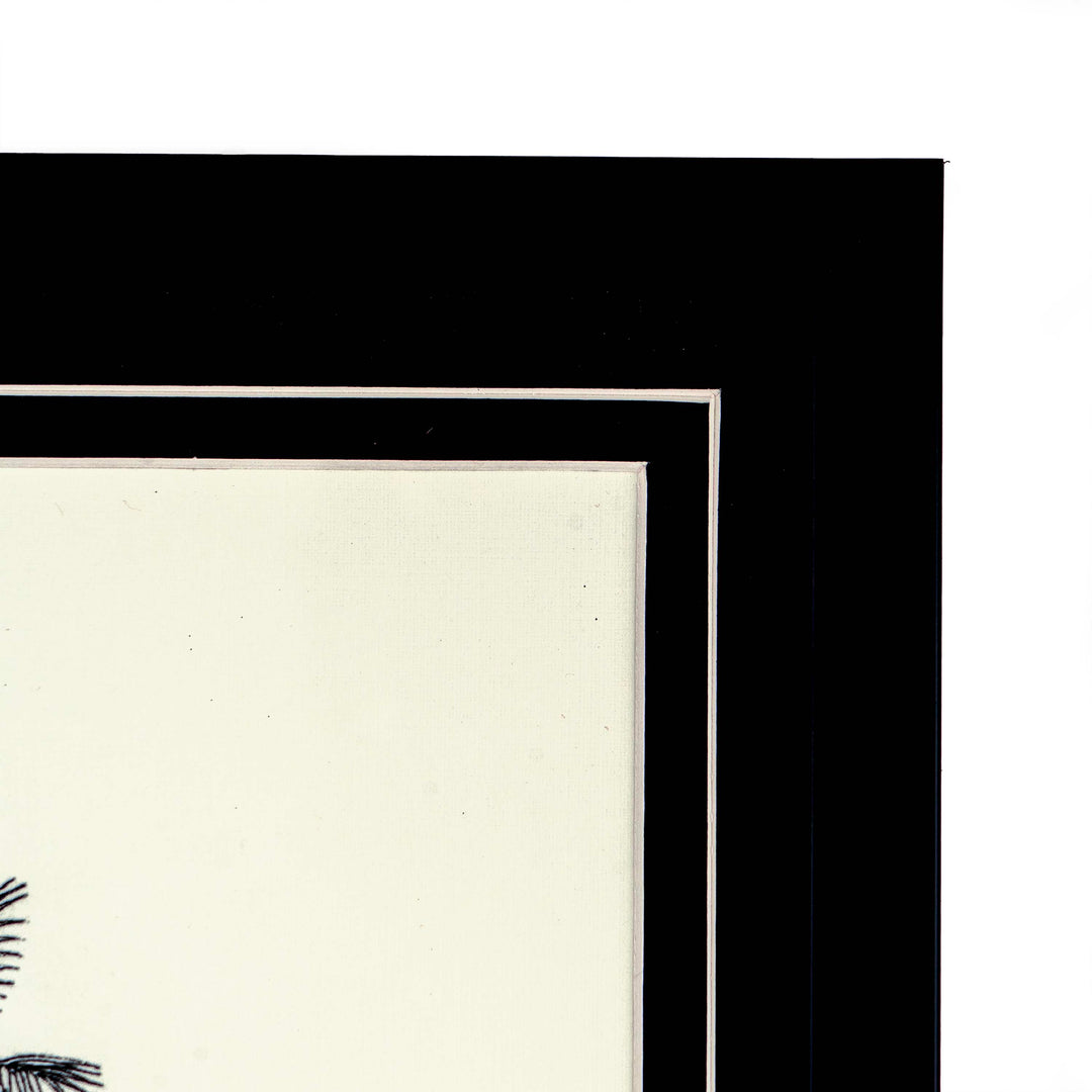 Tropical Print - Leopoldinia Pulchra Frame