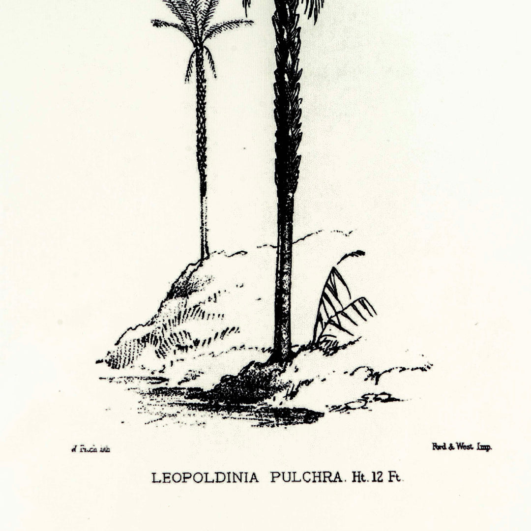 Tropical Print - Leopoldinia Pulchra Frame