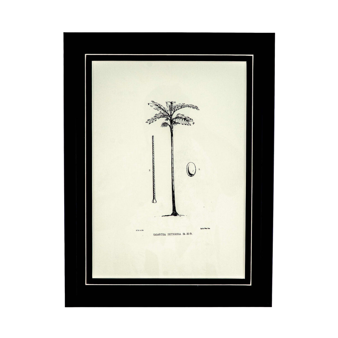 Tropical Print-  Iriartea Setigera Frame